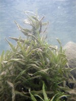 /album/galerie-photos/etang-de-peche-13-jpg/